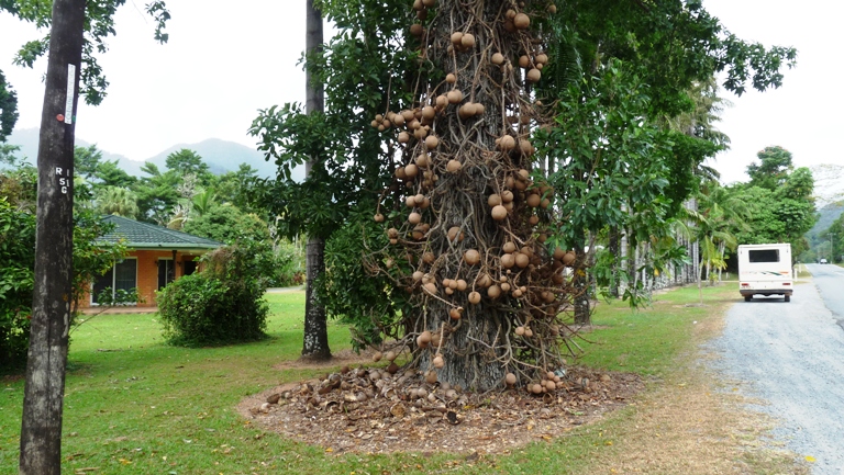 Cannon Ball Trees